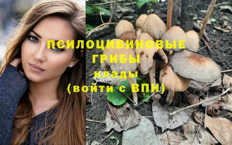 закладка  Бирюсинск  Псилоцибиновые грибы Magic Shrooms 